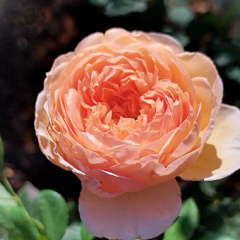 Роза английская "Уильям Моррис"(William Morris)